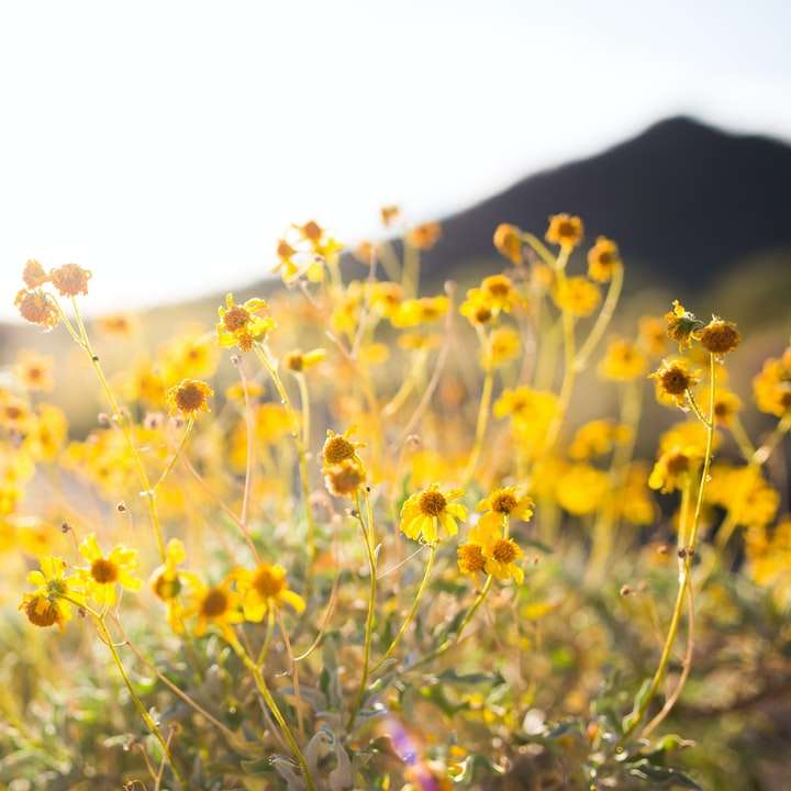 крупним планом фото жовтих пелюсткових квітів онлайн пазл