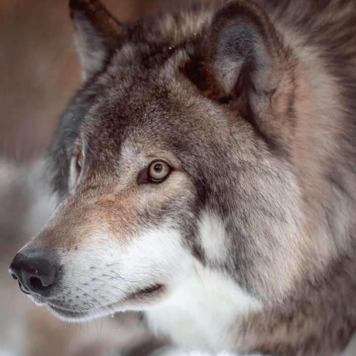 brązowy i biały wilk w obiektywie tilt shift puzzle online
