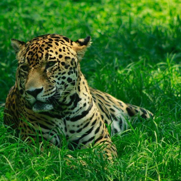 кафяв и черен леопард, лежащ върху зелена трева през деня онлайн пъзел