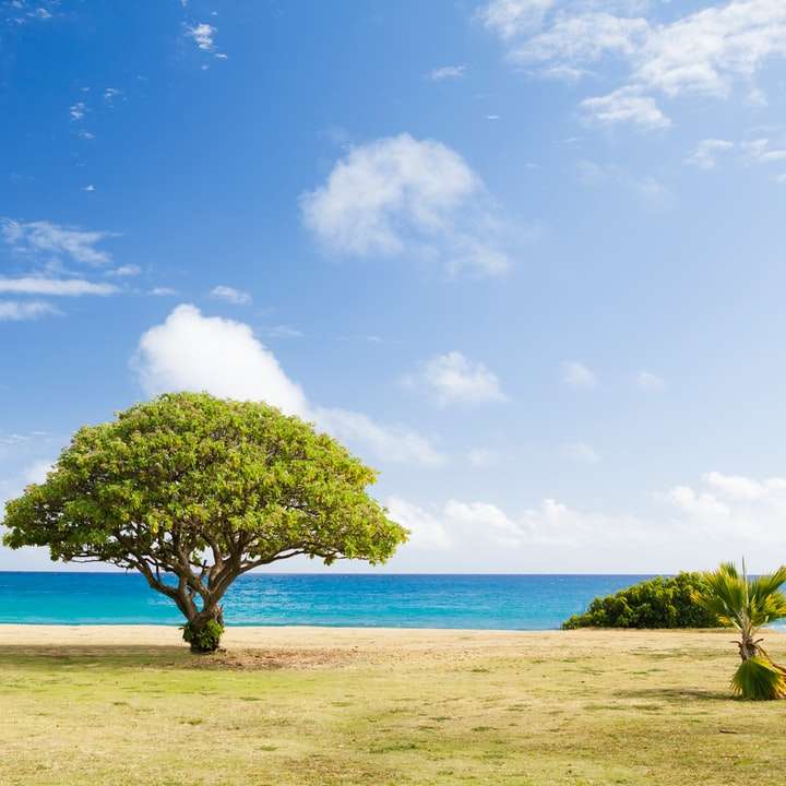 grönt lövträd på stranden Pussel online