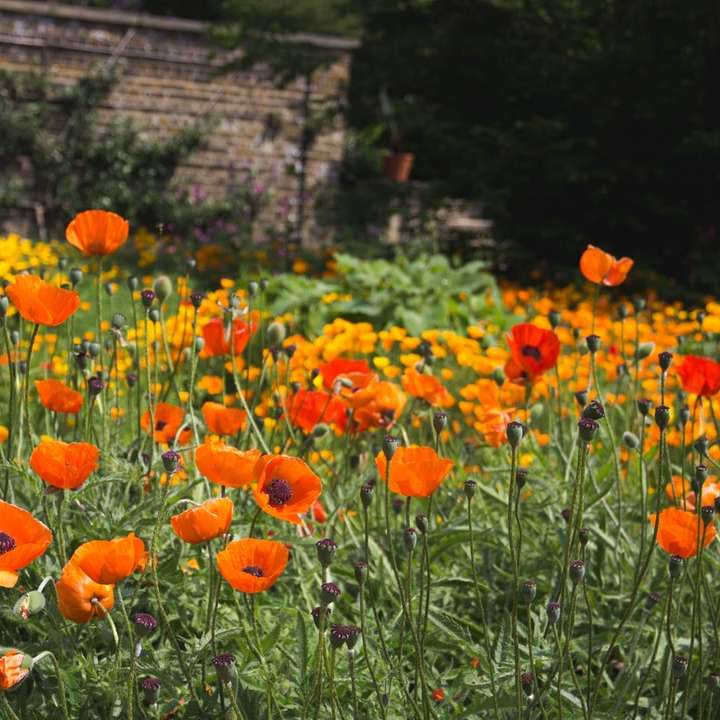поле помаранчевих квітів маку розсувний пазл онлайн