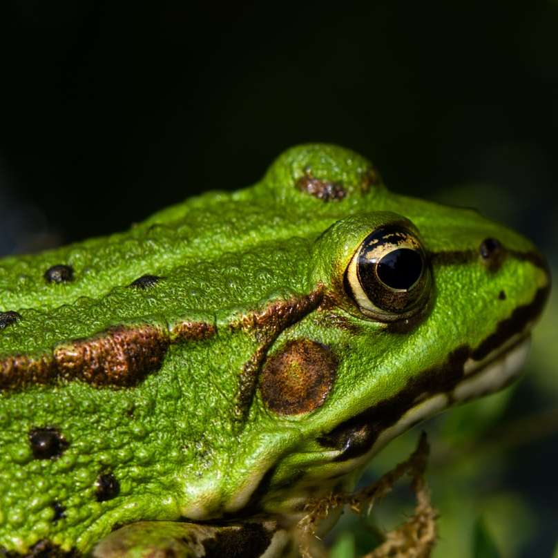 επιλεκτική εστίαση φωτογραφία του πράσινου βάτραχου online παζλ