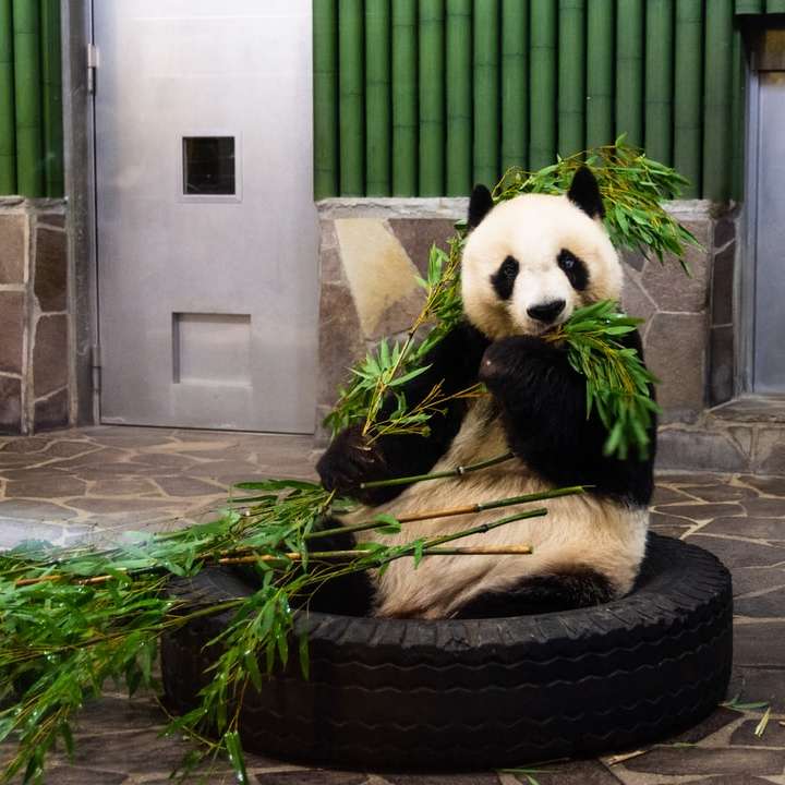 Urso de panda no pneu redondo preto puzzle online