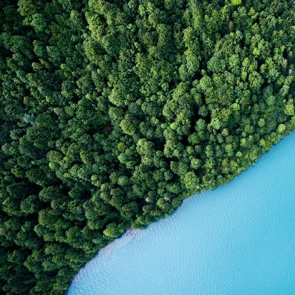 fågelperspektiv fotografering av träd och vatten glidande pussel online