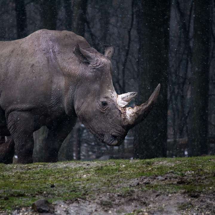 šedý nosorožec stojící posuvné puzzle online