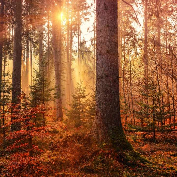太陽光線による森林の熱 オンラインパズル
