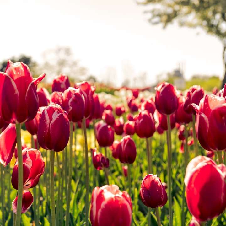 cama de tulipas rosa durante o dia puzzle deslizante online
