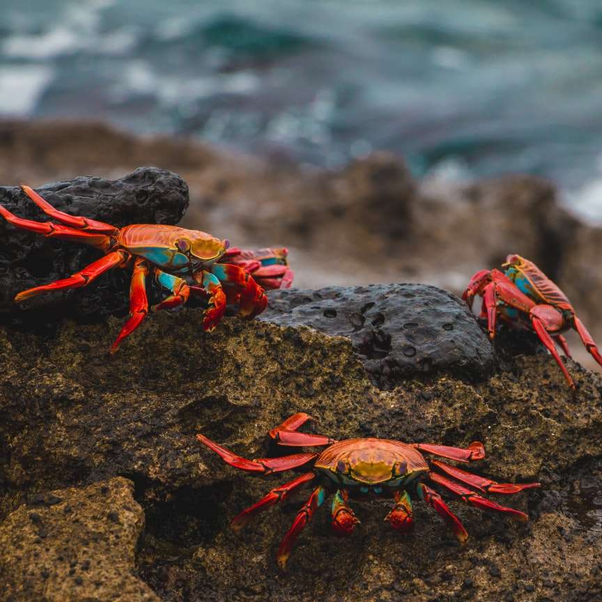 rote und braune Krabben auf schwarzem Felsen Schiebepuzzle online