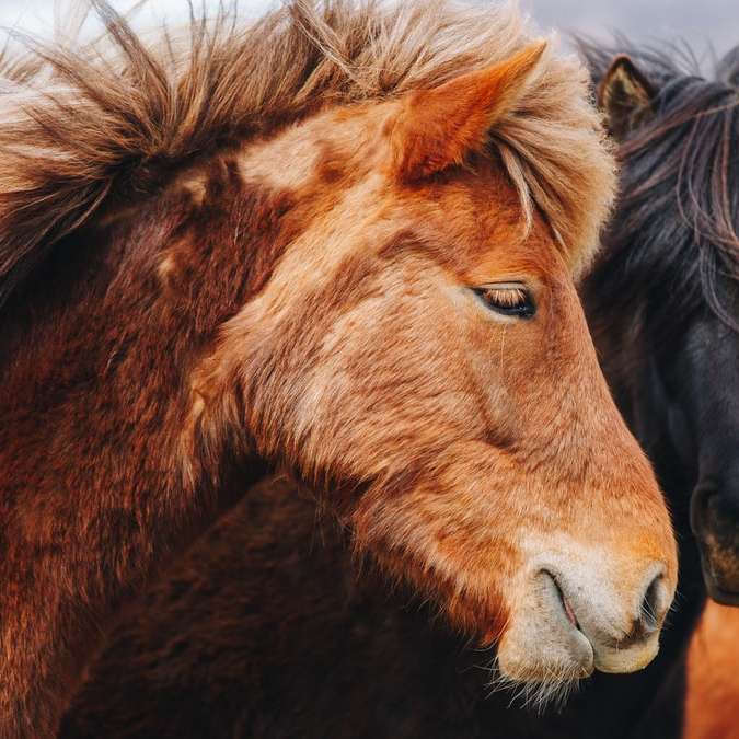 茶色と黒の馬のセレクティブフォーカス写真 スライディングパズル・オンライン