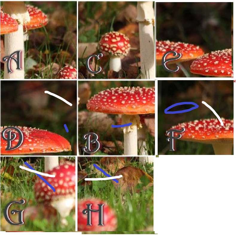 spin bons cogumelos definitivos puzzle online