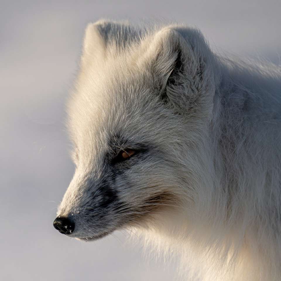białe, długo odziane zwierzę na pokrytej śniegiem ziemi puzzle przesuwne online