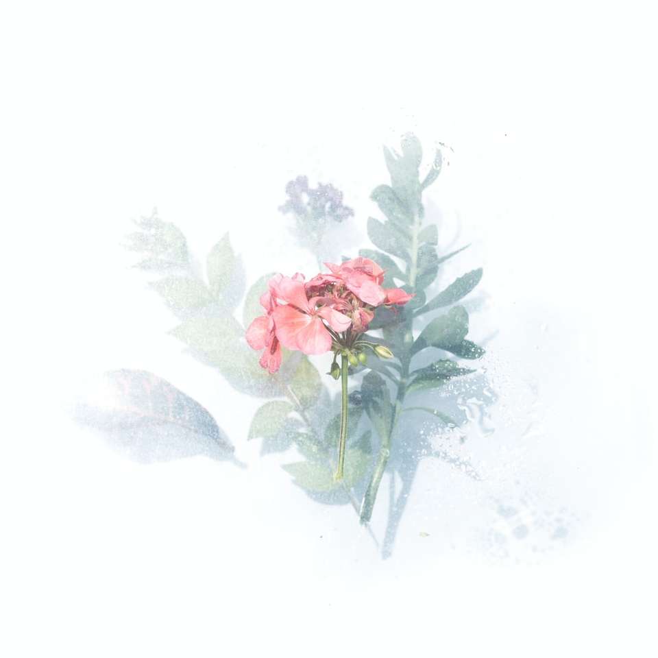 rosa kronblad blomma digital tapet Pussel online