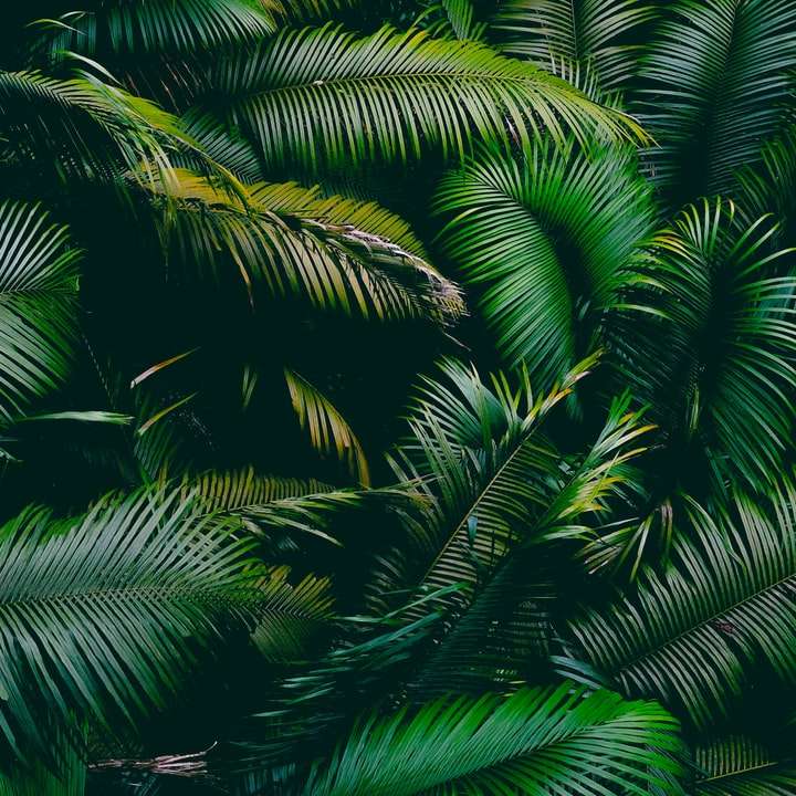 grön palmträd under dagtid Pussel online