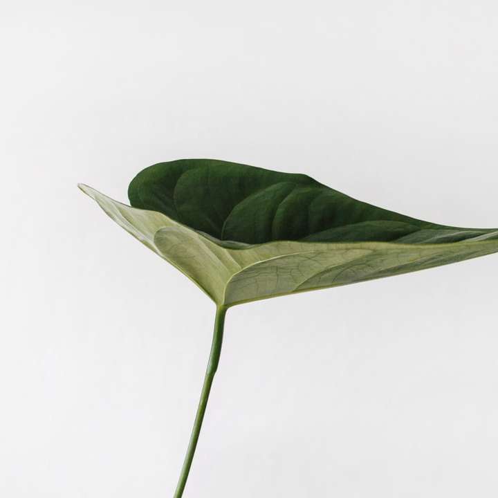 green leaf photography sliding puzzle online
