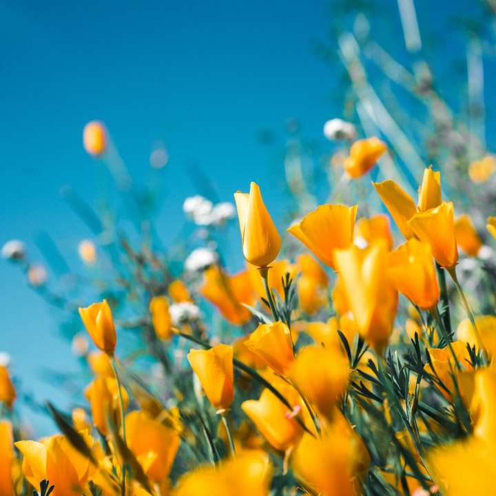 flores com pétalas de laranja puzzle online