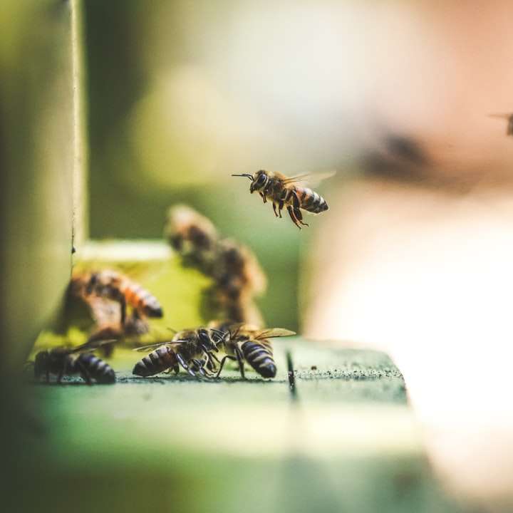 Fotografiile cu focalizare superficială ale albinelor au zburat în aer puzzle online