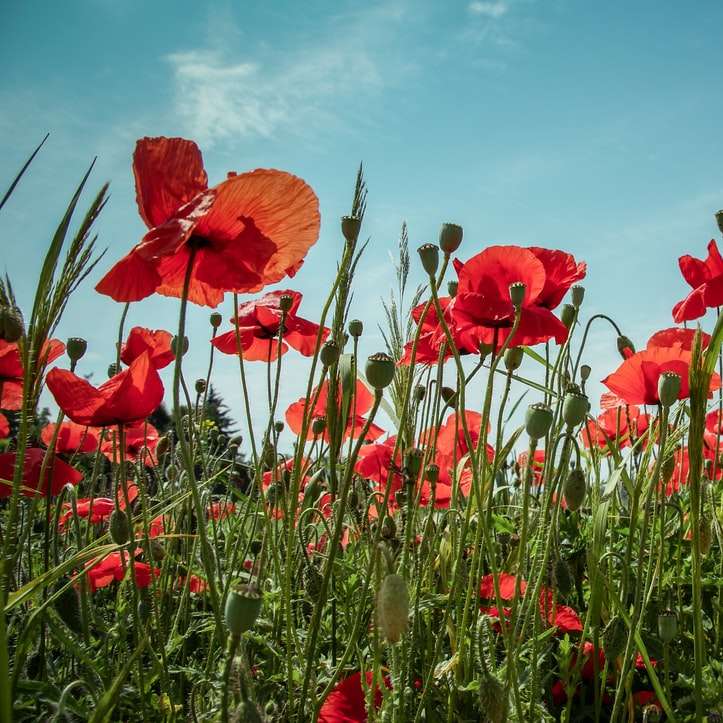 red poppy flowers online puzzle