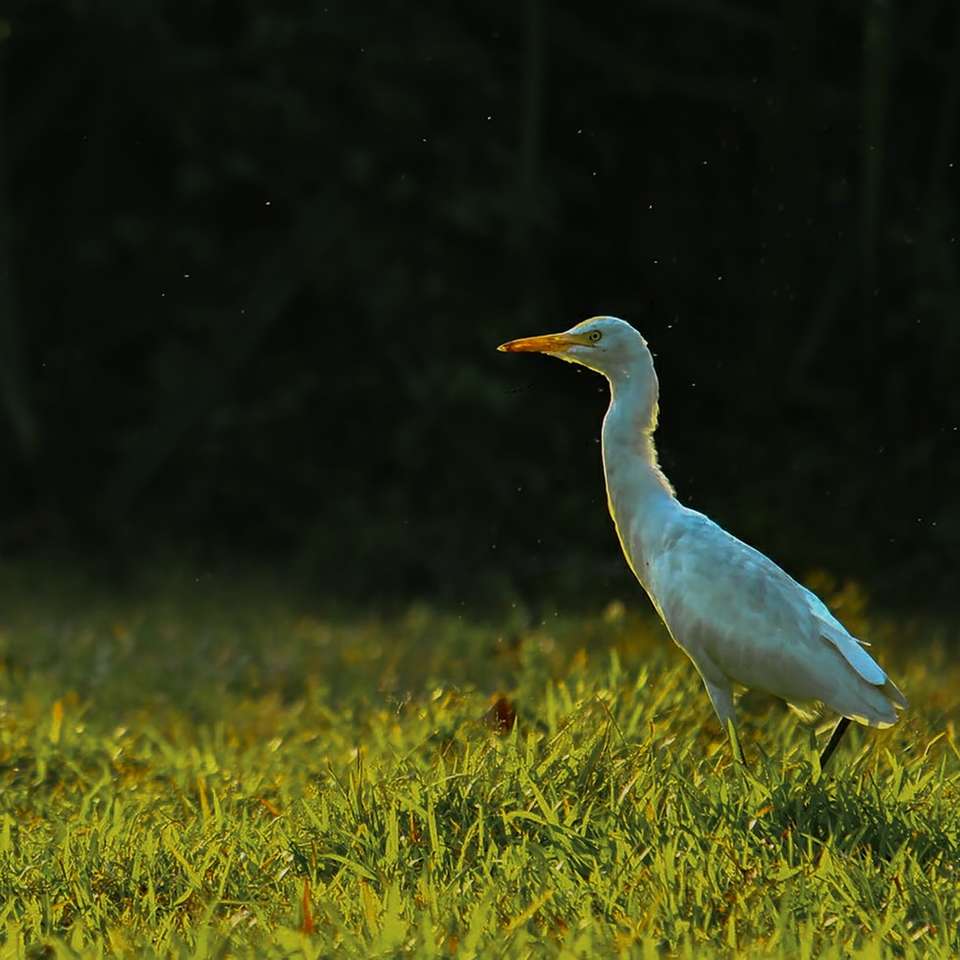 witte vogel op groen gras overdag schuifpuzzel online