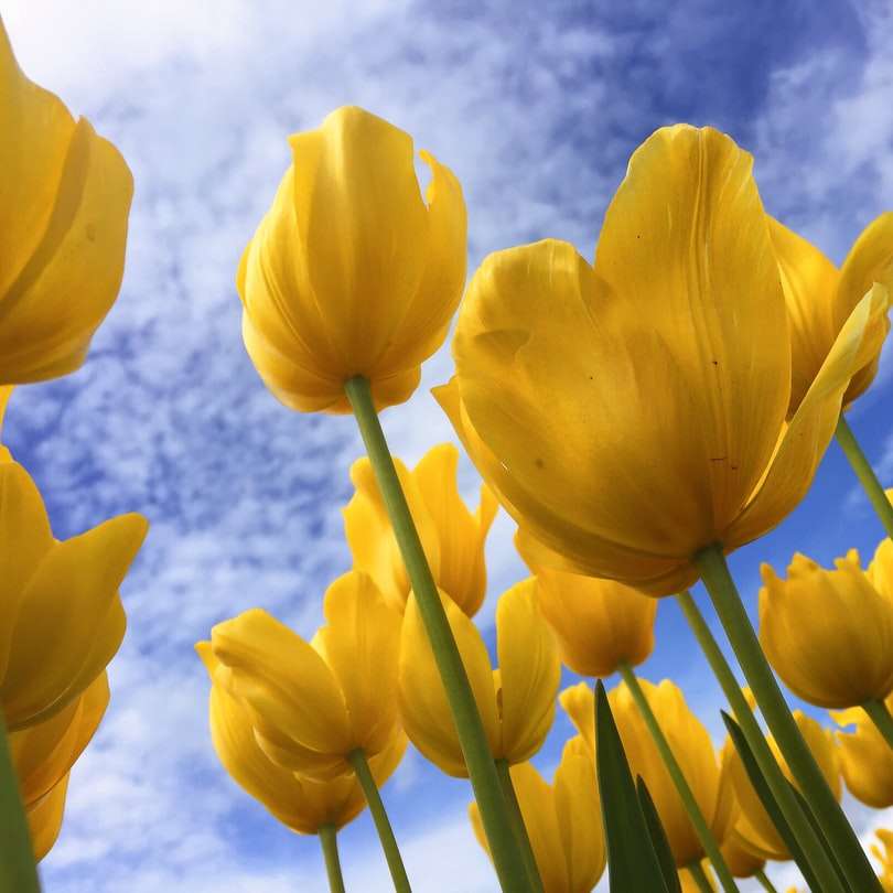 närbild fotografi av gula blomblad med blommor Pussel online