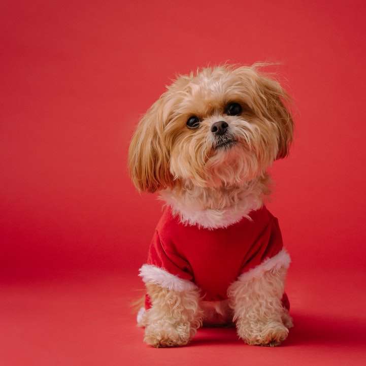 câine mic îmbrăcat lung pe material textil roșu puzzle online