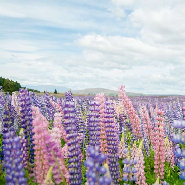 blått och rosa blommafält Pussel online