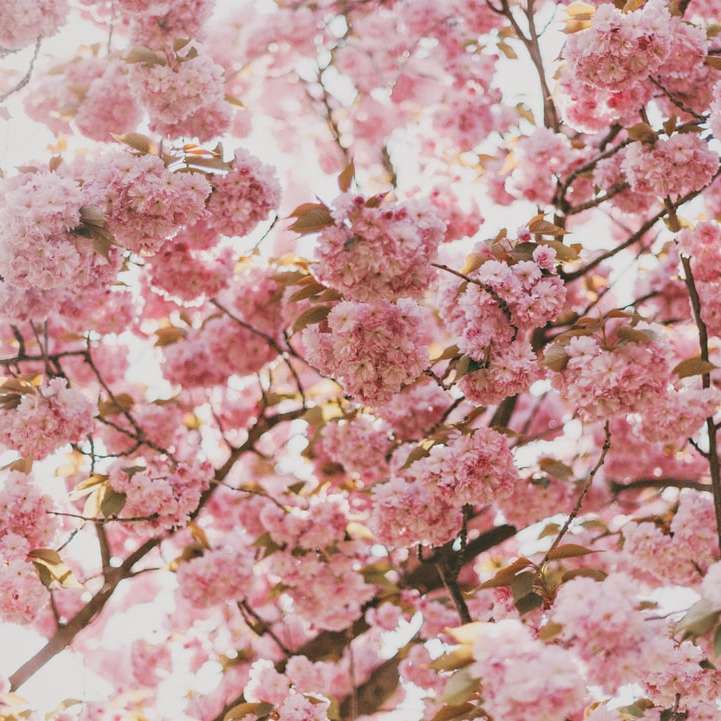 różowe drzewo wiśni pod słonecznym niebem puzzle online
