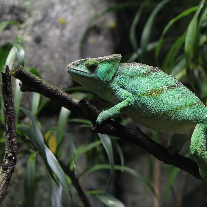 zelený chameleon na hnědé větvi posuvné puzzle online