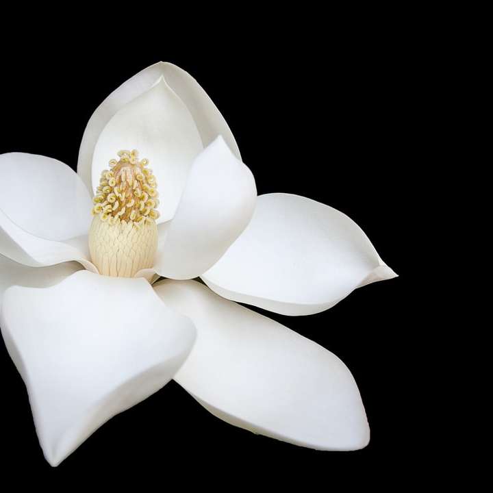 närbild foto av vit kronblad blomma Pussel online