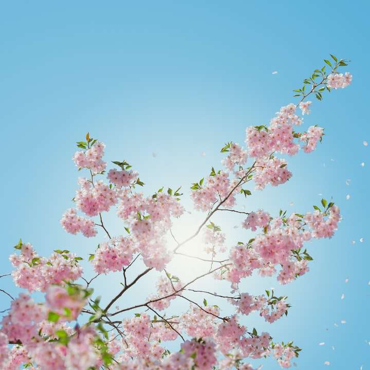 ángulo bajo del árbol en flor rosa rompecabezas en línea