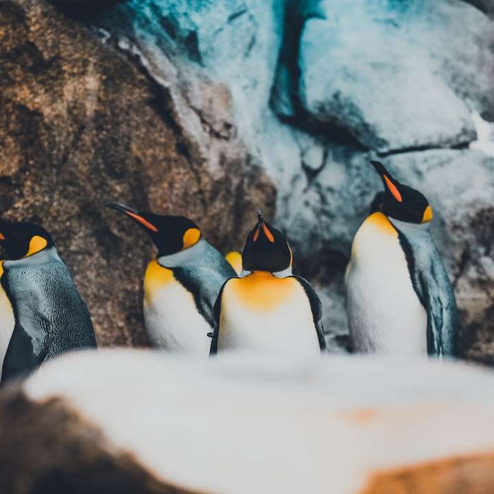 стая пингвинов онлайн-пазл