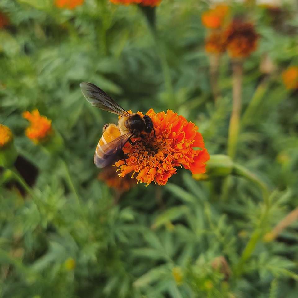 honungsbi uppflugen på orange blomma i närbild fotografi Pussel online