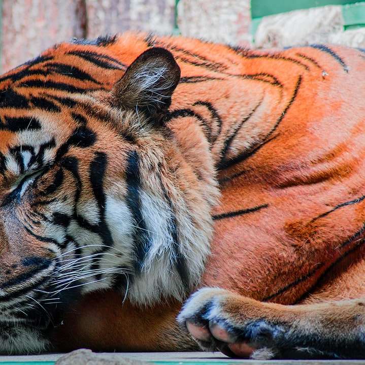 bengal tiger bredvid brunt staket glidande pussel online