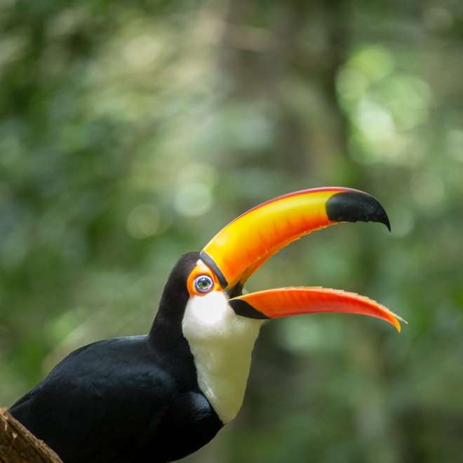 μαύρο και κίτρινο πουλί σε καφέ κλαδί δέντρου online παζλ