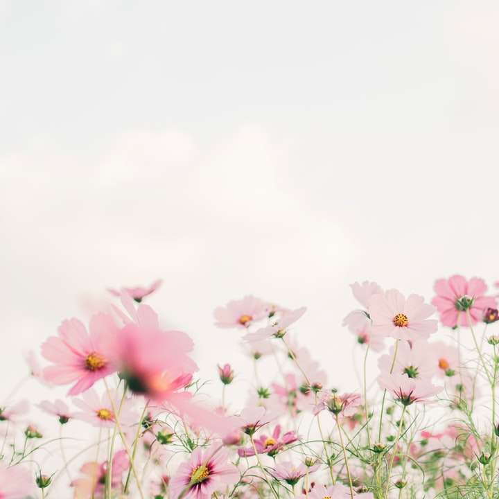 roze en witte bloemen onder een witte lucht overdag schuifpuzzel online