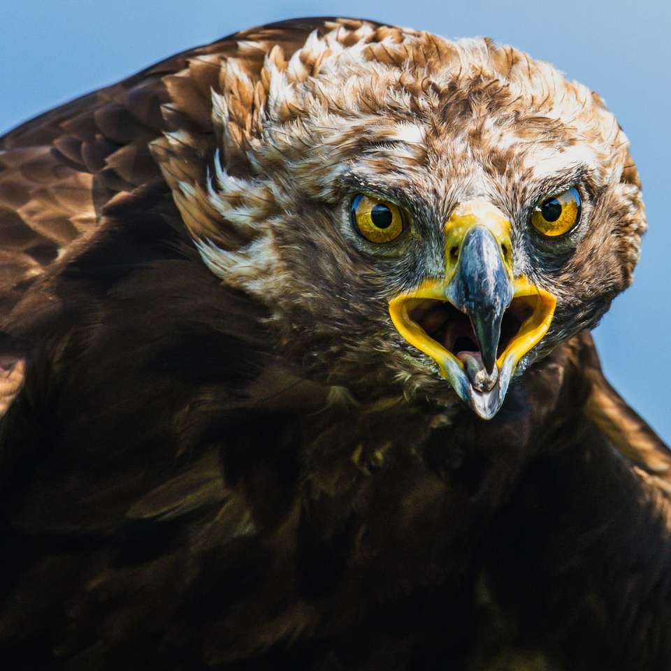 brown and white eagle in close up photography online puzzle