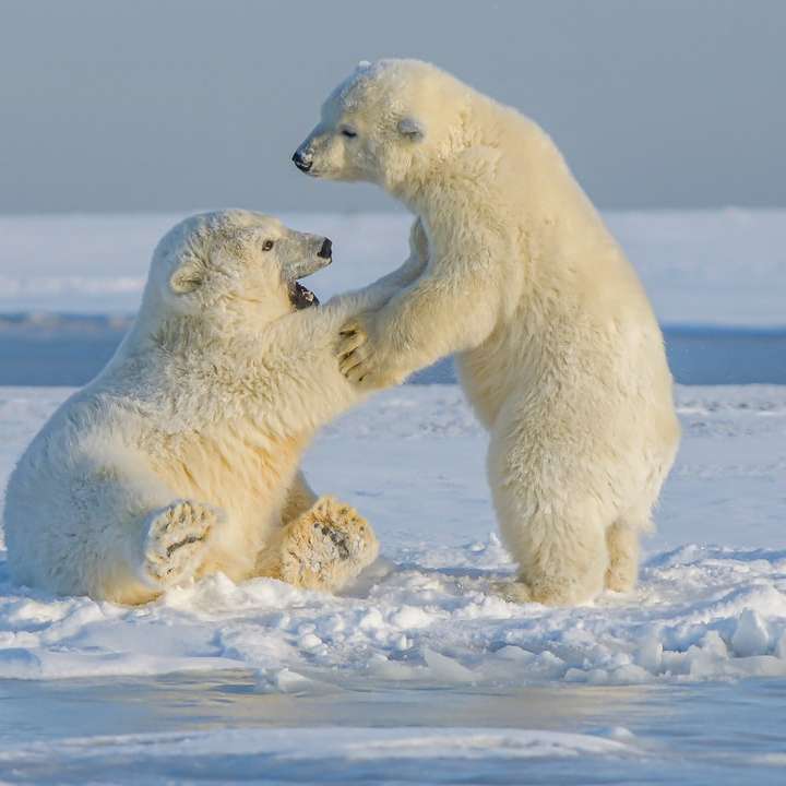 niedźwiedź polarny na ziemi pokrytej śniegiem w ciągu dnia puzzle online