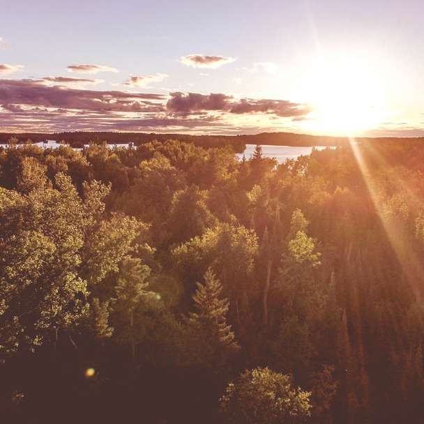 аерофотозйомка сонячного світла, що проходить крізь високі дерева розсувний пазл онлайн