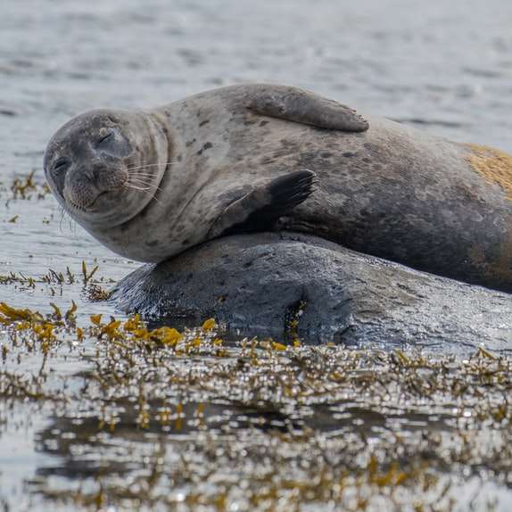 doi lei de mare lângă corpul de apă în timpul zilei puzzle online