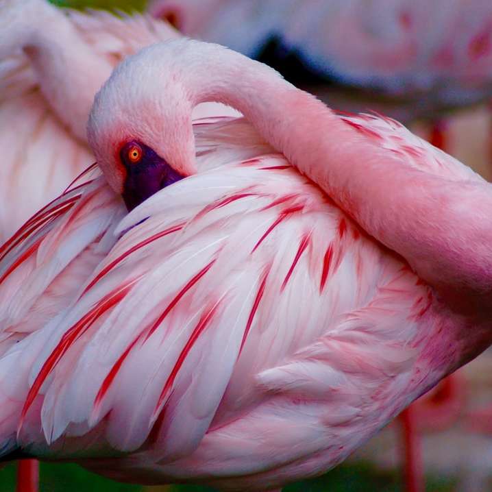 κοντινή φωτογραφία δύο ροζ και λευκών πουλιών συρόμενο παζλ online