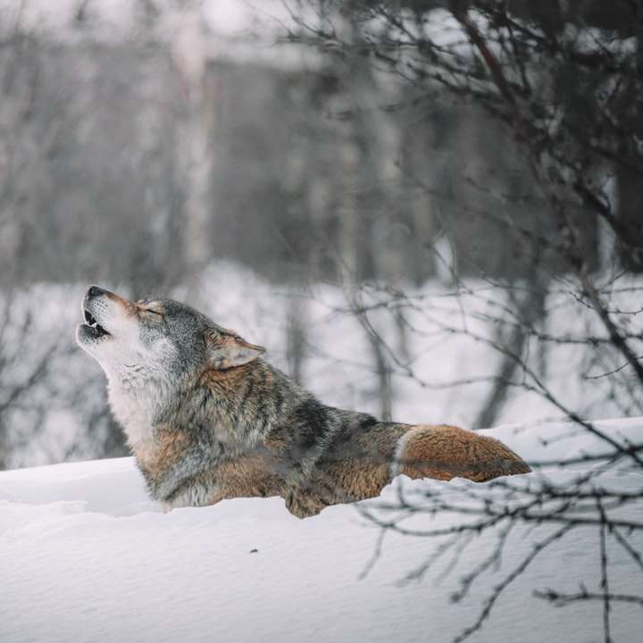 lobo marrom e branco em solo coberto de neve puzzle deslizante online