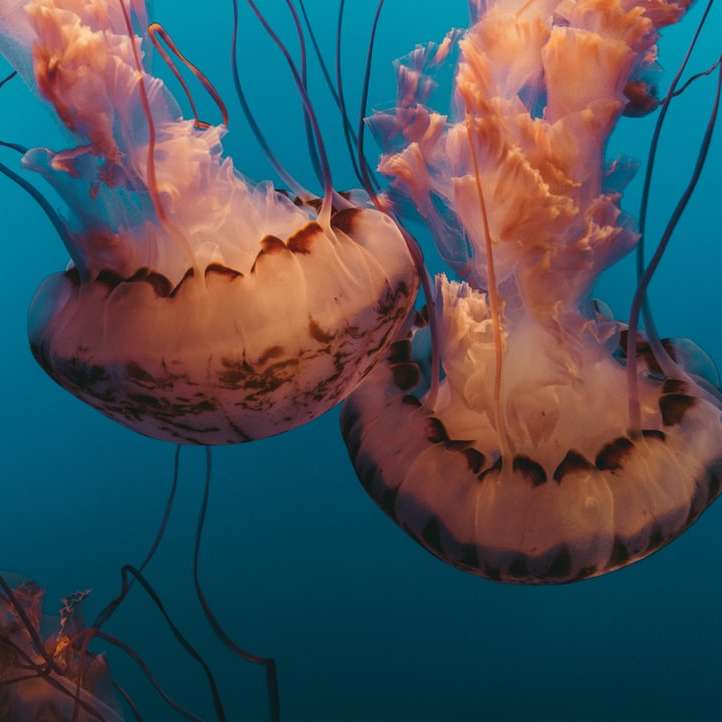 Fotografía submarina de medusas. rompecabezas en línea