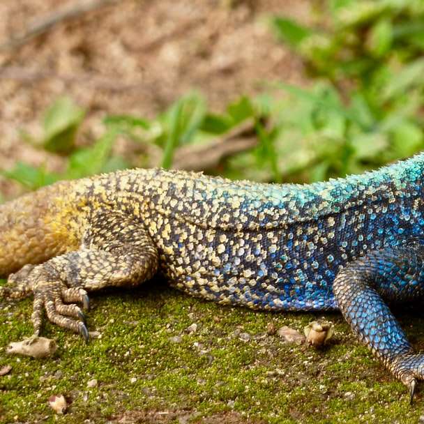 blue and grey lizard during daytime online puzzle