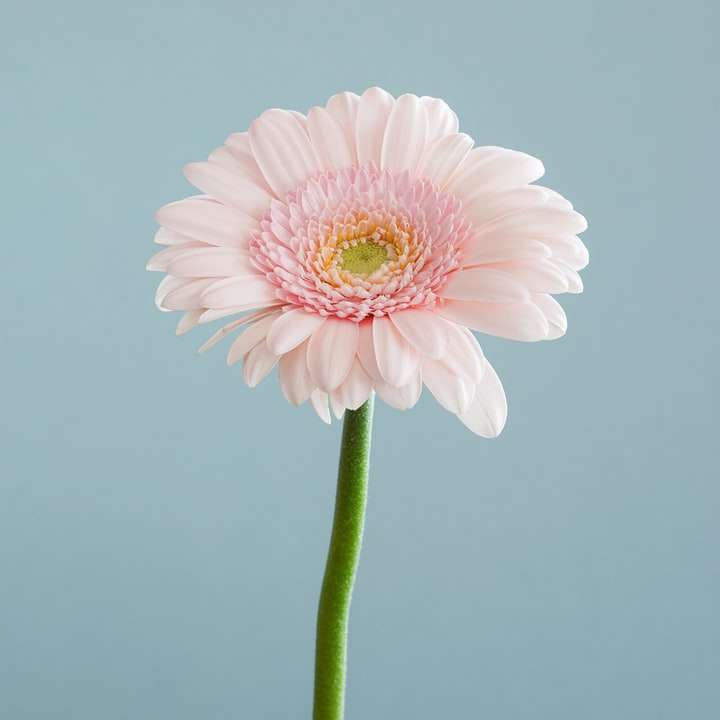 Fotografía de enfoque selectivo de flor de pétalo rosa rompecabezas en línea