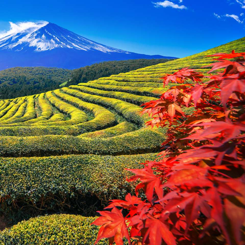 Fresh green tea field with Mt Fuji in the background online puzzle