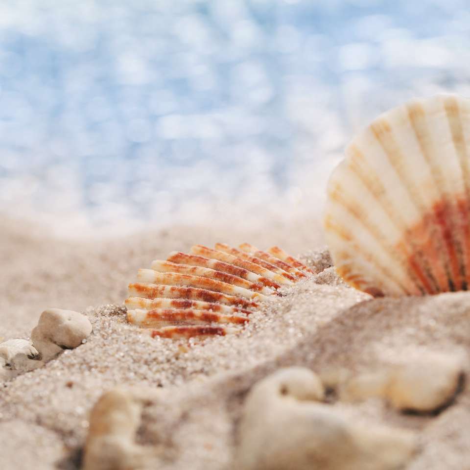 Dos pequeñas conchas y guijarros en la playa. puzzle deslizante online