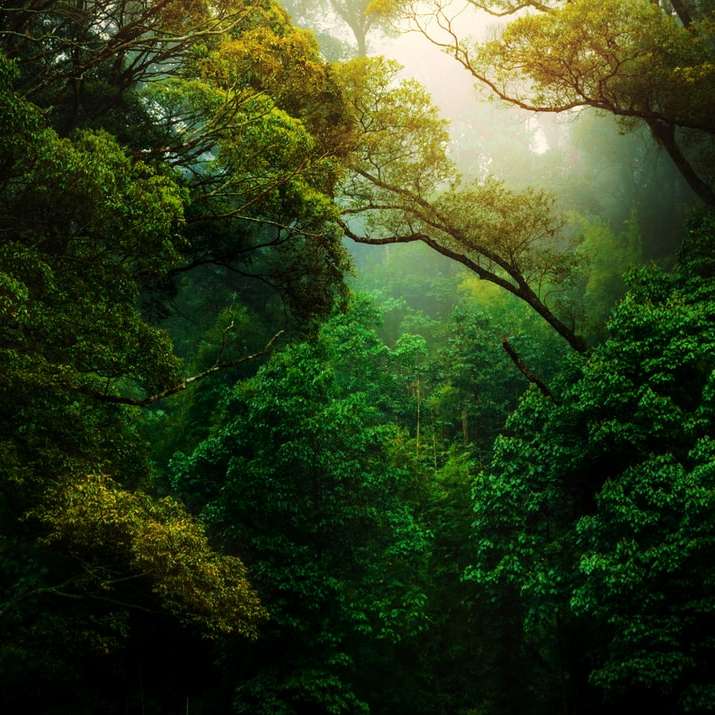 árvores verdes na floresta durante o dia puzzle deslizante online