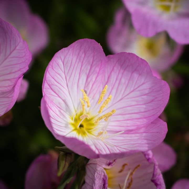 Розовый цветок примулы вечерней в селективной фотографии онлайн-пазл
