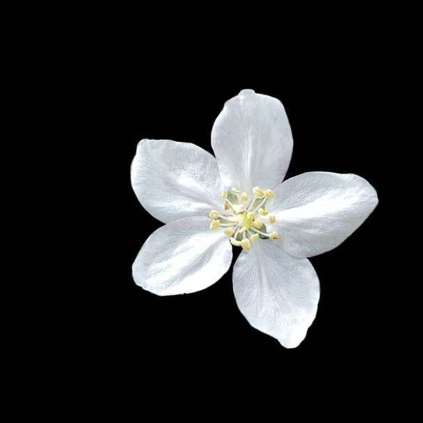 白い五花びらの花 オンラインパズル