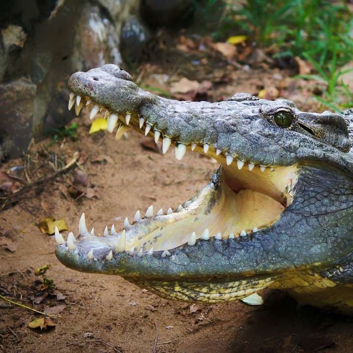 Flaches Fokusfoto von grauem Alligator Schiebepuzzle online