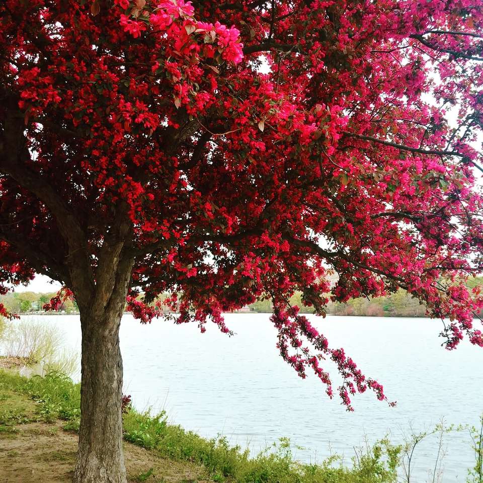 photo de mise au point peu profonde d'un arbre en fleurs de cerisier près du corps puzzle en ligne